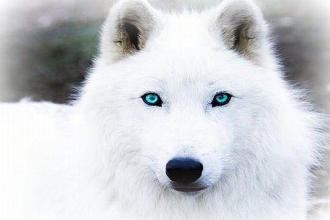 white-wolf